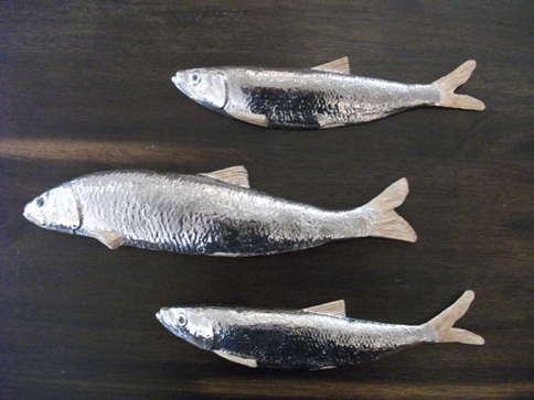 Silver Fish